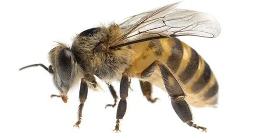Western Honey Bee